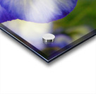 Blue Pansy Acrylic print