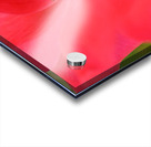 Red Rose Acrylic print