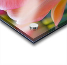 Orange Tulip Acrylic print