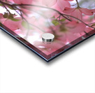 Pink Dogwoods Acrylic print