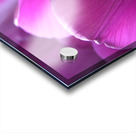 Purple Tulips Acrylic print