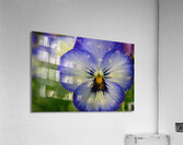 Blue Pansy Acrylic Print