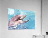 Dolphin Acrylic Print