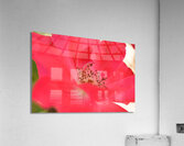 Red Rose Acrylic Print