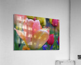 Orange Tulip Acrylic Print