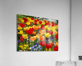 Tulip Garden Acrylic Print