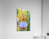 Orange Iris Acrylic Print