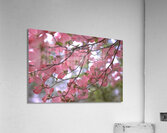 Pink Dogwoods Acrylic Print