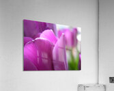 Purple Tulips Acrylic Print