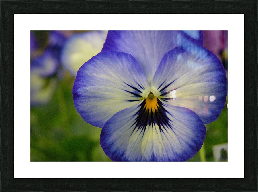 Blue Pansy Picture Frame Printing
