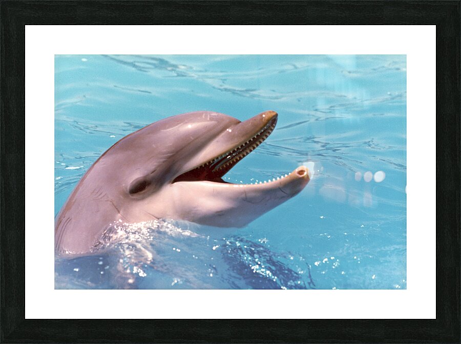 Dolphin Picture Frame Printing