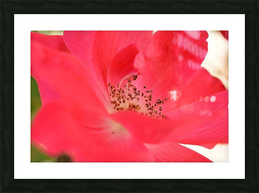 Red Rose Picture Frame Printing