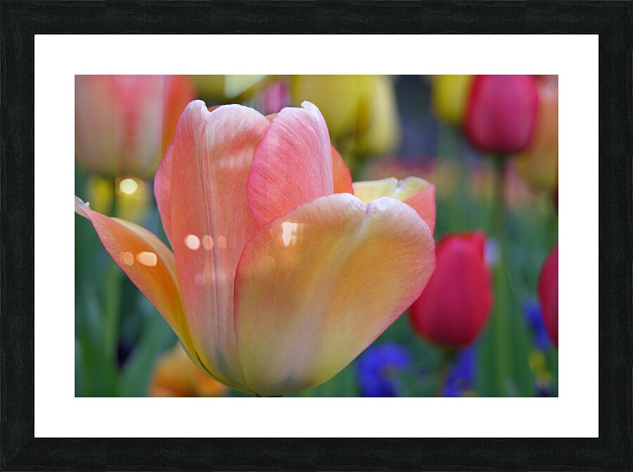 Orange Tulip Picture Frame Printing