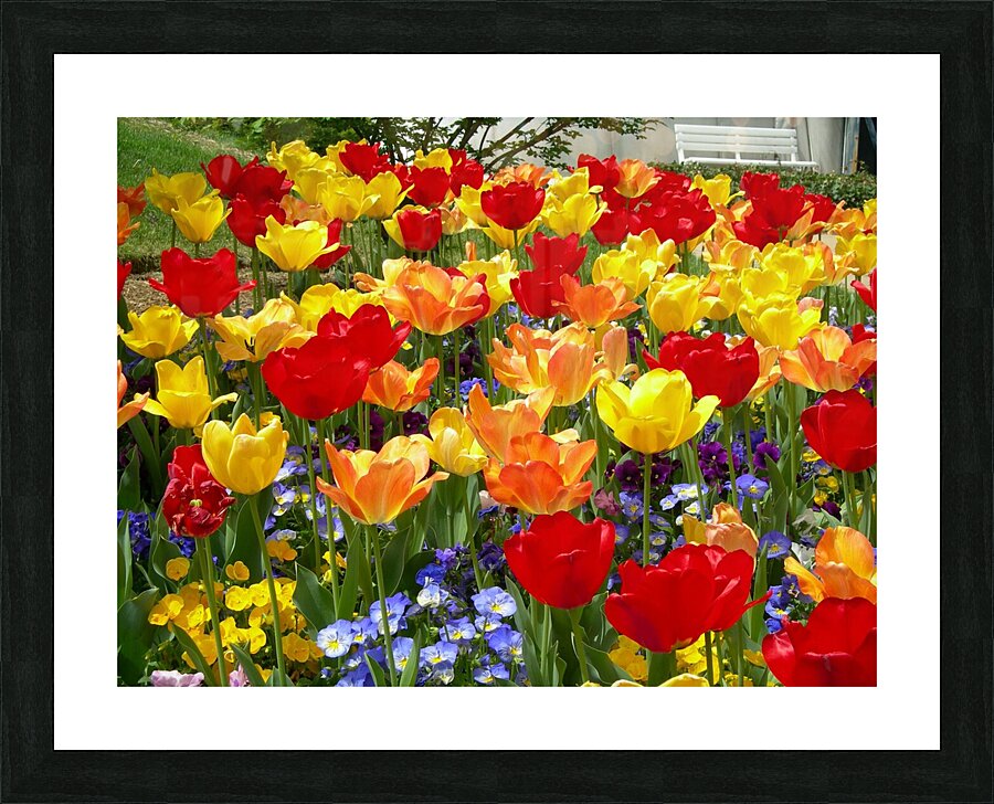 Tulip Garden Picture Frame Printing