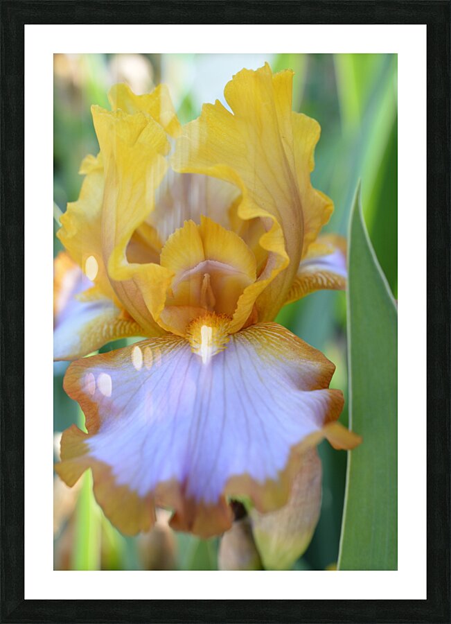 Orange Iris Picture Frame Printing