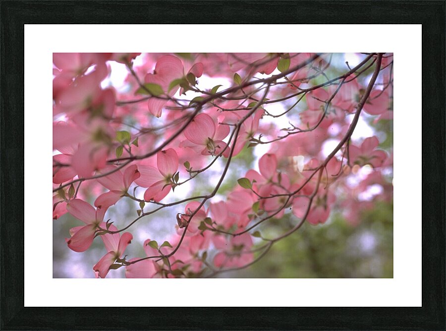 Pink Dogwoods Picture Frame Printing