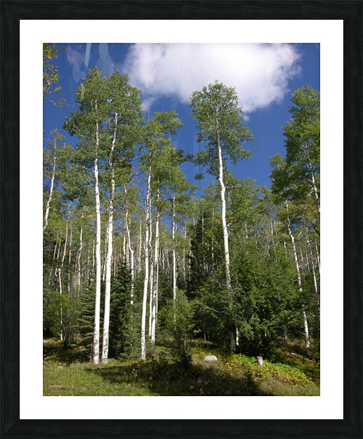 Aspen Tree Forest Picture Frame Printing