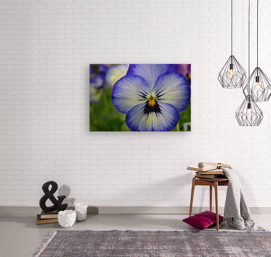 Blue Pansy Reproduction