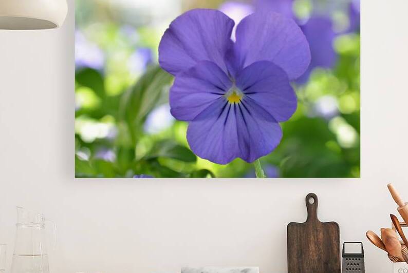 Purple Pansy Garden Photography by Katherine Lindsey Photography