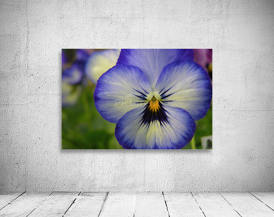 Blue Pansy Wall Preview
