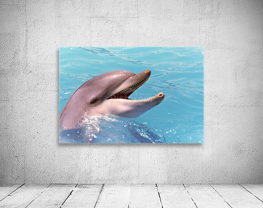Dolphin Wall Preview