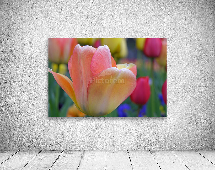 Orange Tulip Wall Preview