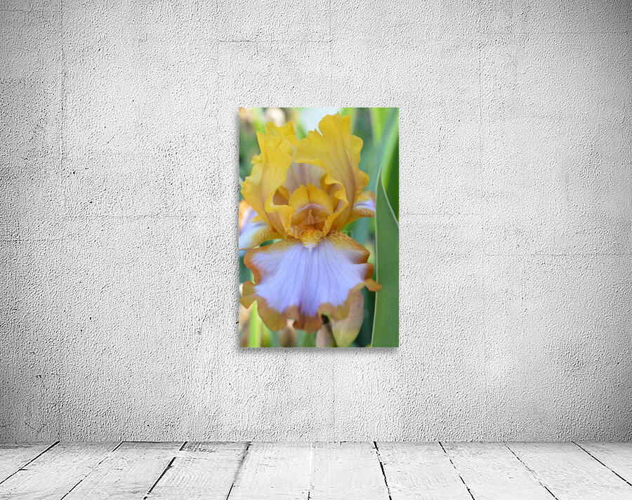 Orange Iris Wall Preview