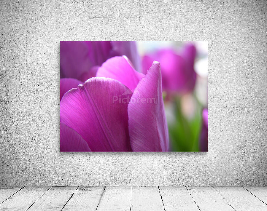 Purple Tulips Wall Preview
