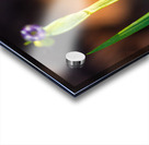 Blooms Friend Acrylic print