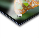 Belle Papillon Acrylic print