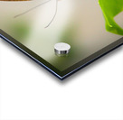 Lovely Lacewing Acrylic print