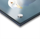 Seagull Sighting Acrylic print