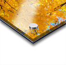 Fall Foliage Acrylic print