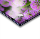 Serendipity Acrylic print