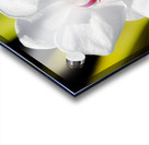 Smiling Moth Orchid Acrylic print