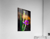 Blooms Friend Acrylic Print