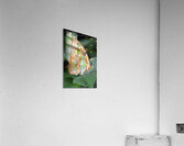 Belle Papillon Acrylic Print