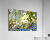 Soaring Blossoms Acrylic Print