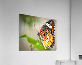 Lovely Lacewing Acrylic Print