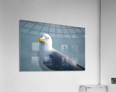 Seagull Sighting Acrylic Print
