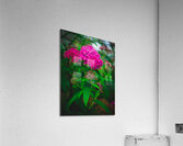 Mystical Meadowsweet Acrylic Print