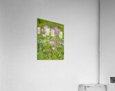 Wild Bergamot Acrylic Print