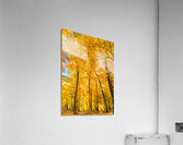 Fall Foliage Acrylic Print