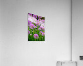 Serendipity Acrylic Print