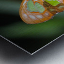 Belle Papillon Metal print