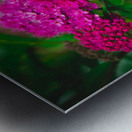 Mystical Meadowsweet Metal print