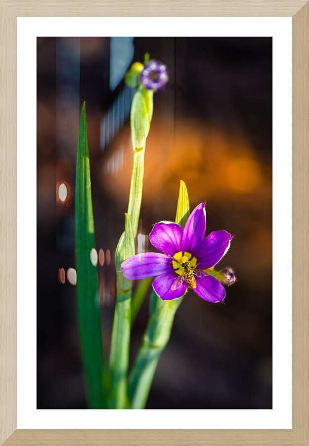 Blooms Friend Picture Frame print