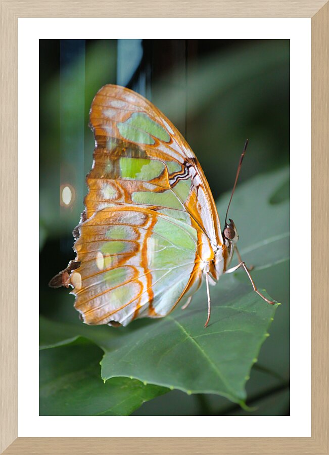 Belle Papillon Picture Frame print