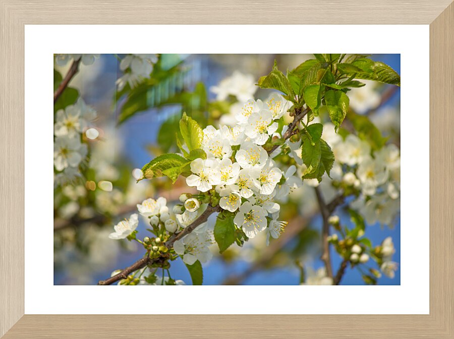 Soaring Blossoms Picture Frame print
