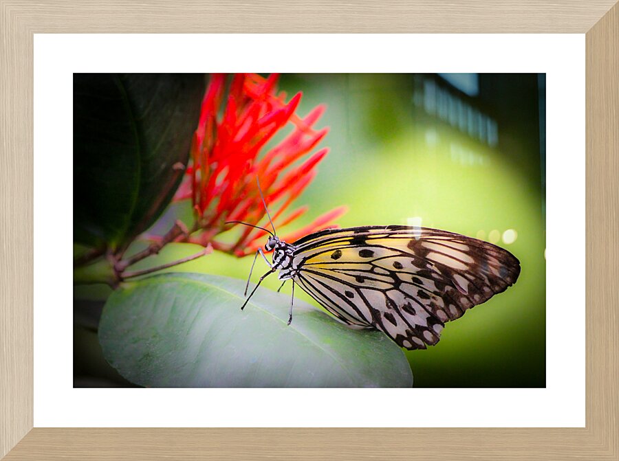 Paper Kite Dreams Picture Frame print